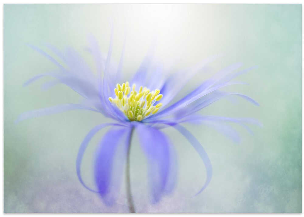 Dreamy Pastel Flower - Floral Photographic Stretched Canvas Poster or Fine Art Print