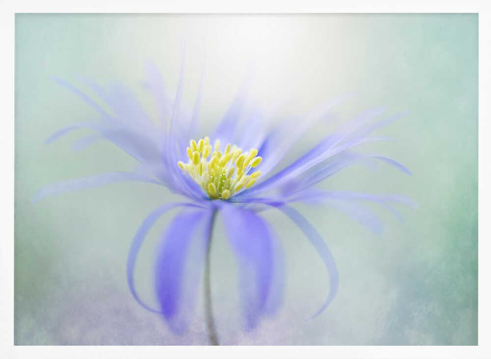 Dreamy Pastel Flower - Floral Photographic Stretched Canvas Poster or Fine Art Print