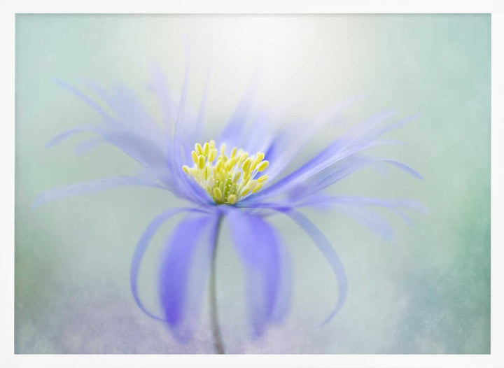Dreamy Pastel Flower - Floral Photographic Stretched Canvas Poster or Fine Art Print