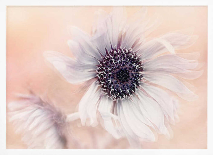 Dreamy Pastel Flower - Floral Photographic Stretched Canvas Poster or Fine Art Print