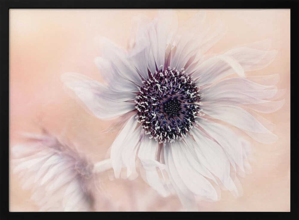 Dreamy Pastel Flower - Floral Photographic Stretched Canvas Poster or Fine Art Print