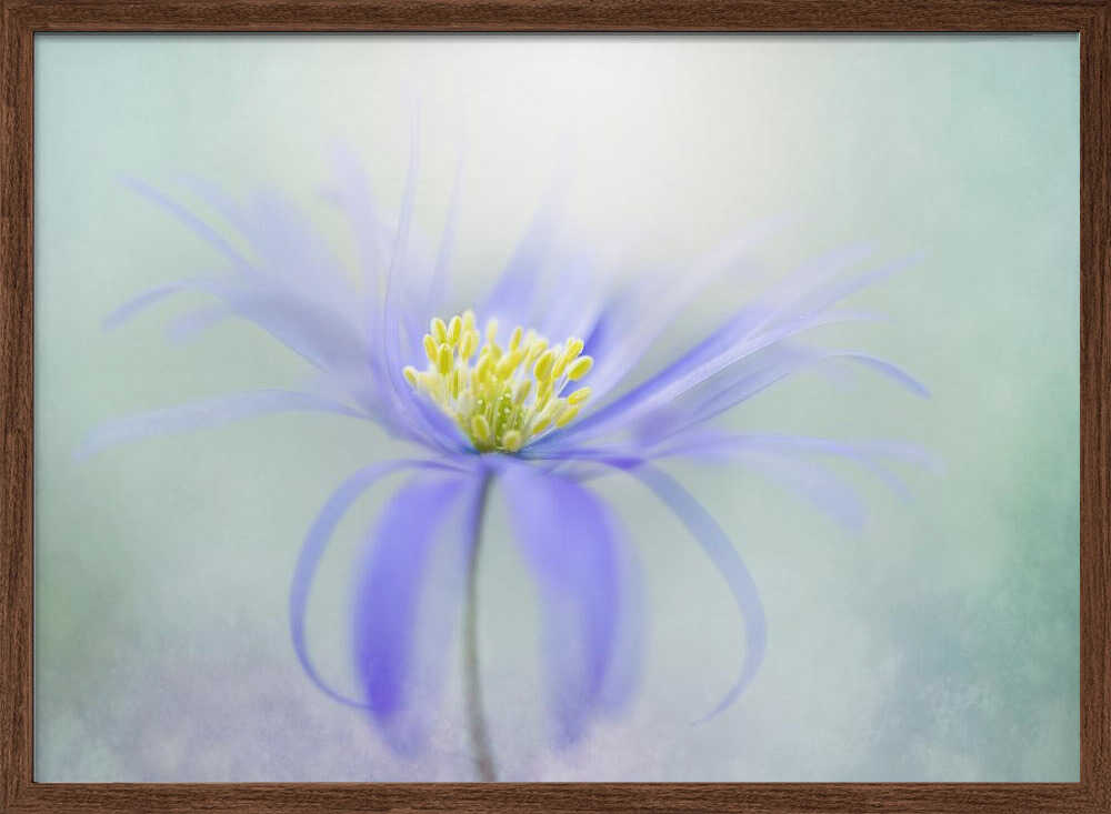 Dreamy Pastel Flower - Floral Photographic Stretched Canvas Poster or Fine Art Print