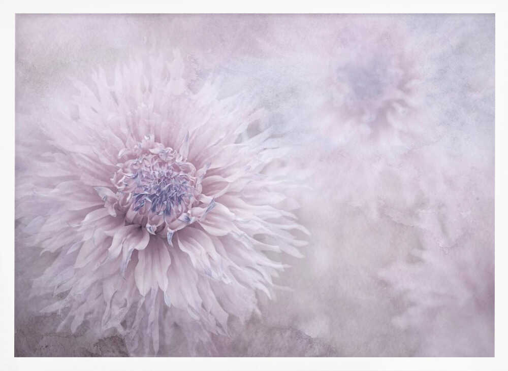 Dreamy Pastel Flowers - Floral Photographic Stretched Canvas Poster or Fine Art Print