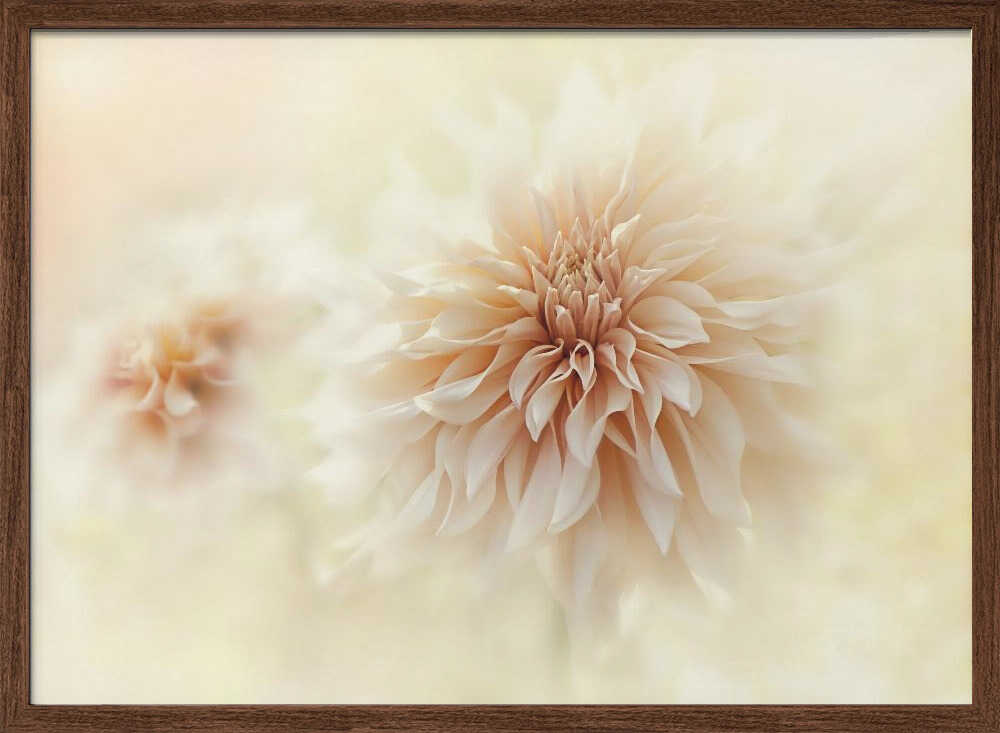 Dreamy Peach Dahlia - Stretched Canvas Poster or Fine Art Print