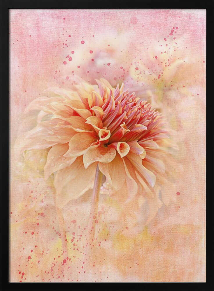 Dreamy Peach Dahlia - Floral Photographic Stretched Canvas Poster or Fine Art Print