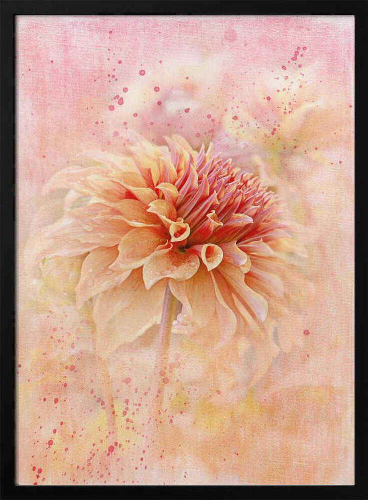 Dreamy Peach Dahlia - Floral Photographic Stretched Canvas Poster or Fine Art Print