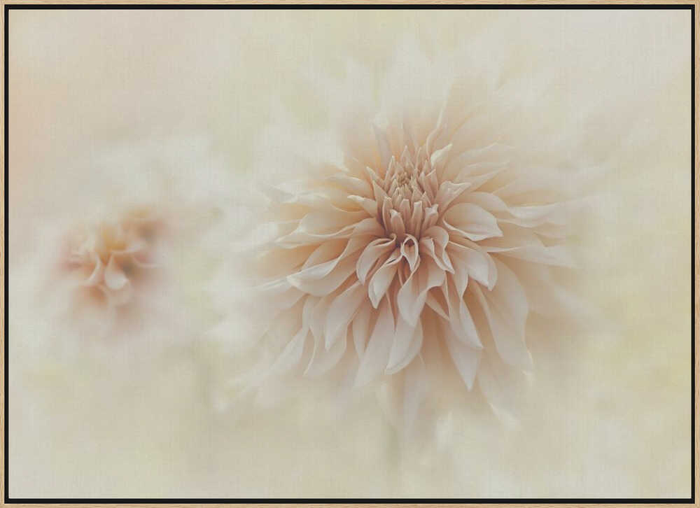 Dreamy Peach Dahlia - Stretched Canvas Poster or Fine Art Print