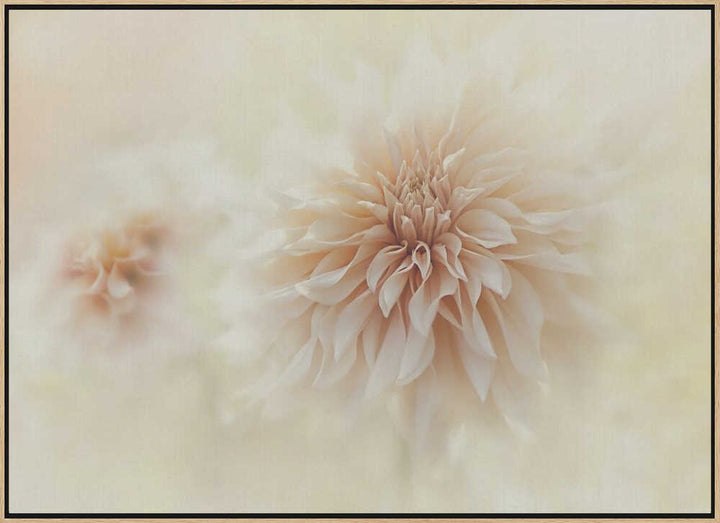 Dreamy Peach Dahlia - Stretched Canvas Poster or Fine Art Print