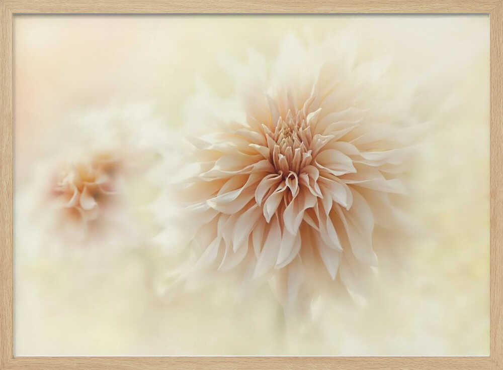 Dreamy Peach Dahlia - Stretched Canvas Poster or Fine Art Print
