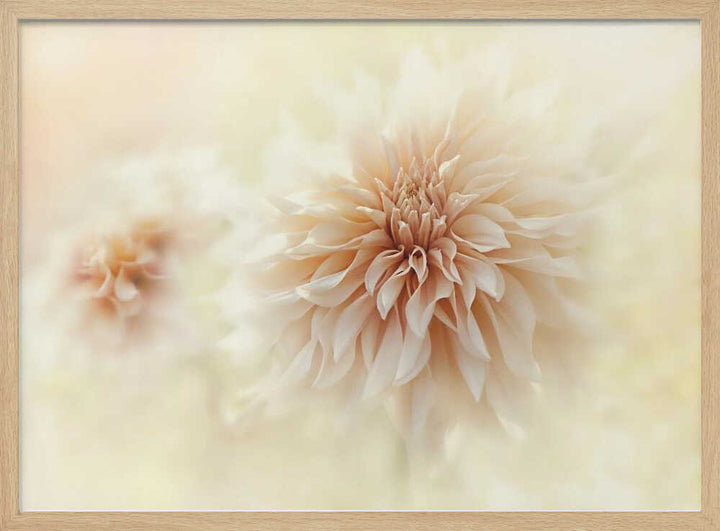 Dreamy Peach Dahlia - Stretched Canvas Poster or Fine Art Print