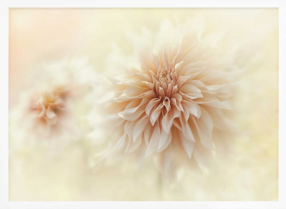 Dreamy Peach Dahlia - Stretched Canvas Poster or Fine Art Print