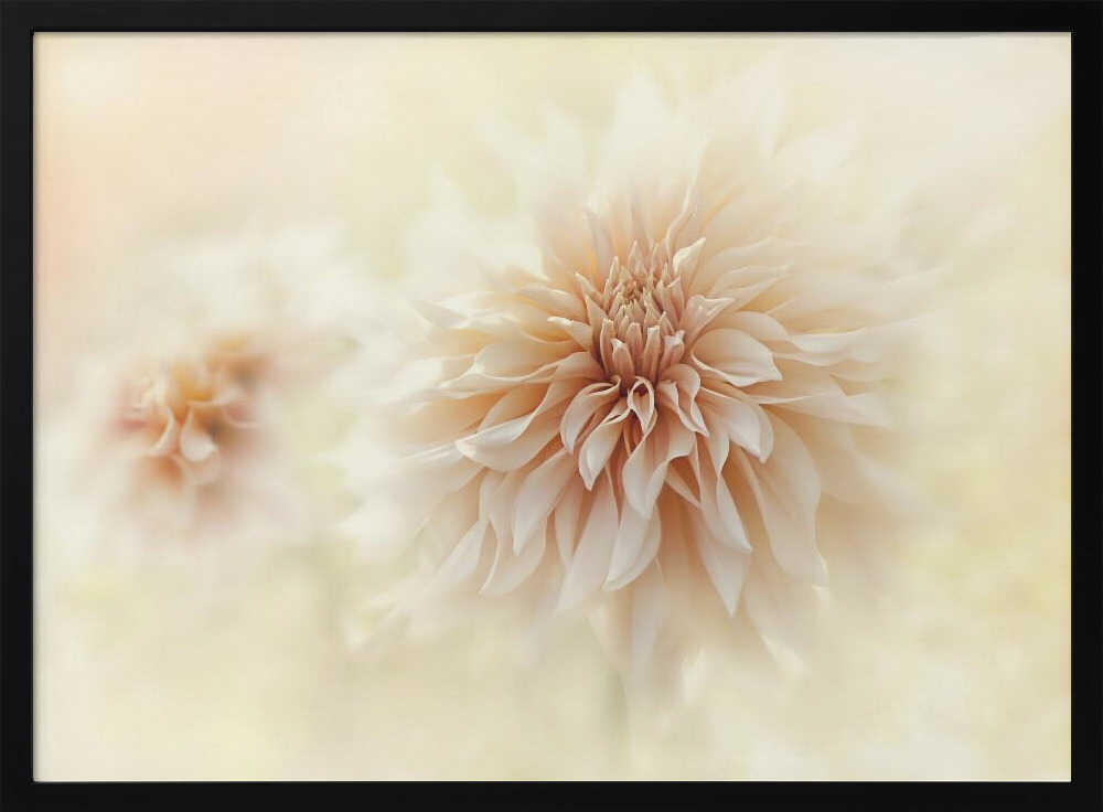 Dreamy Peach Dahlia - Stretched Canvas Poster or Fine Art Print