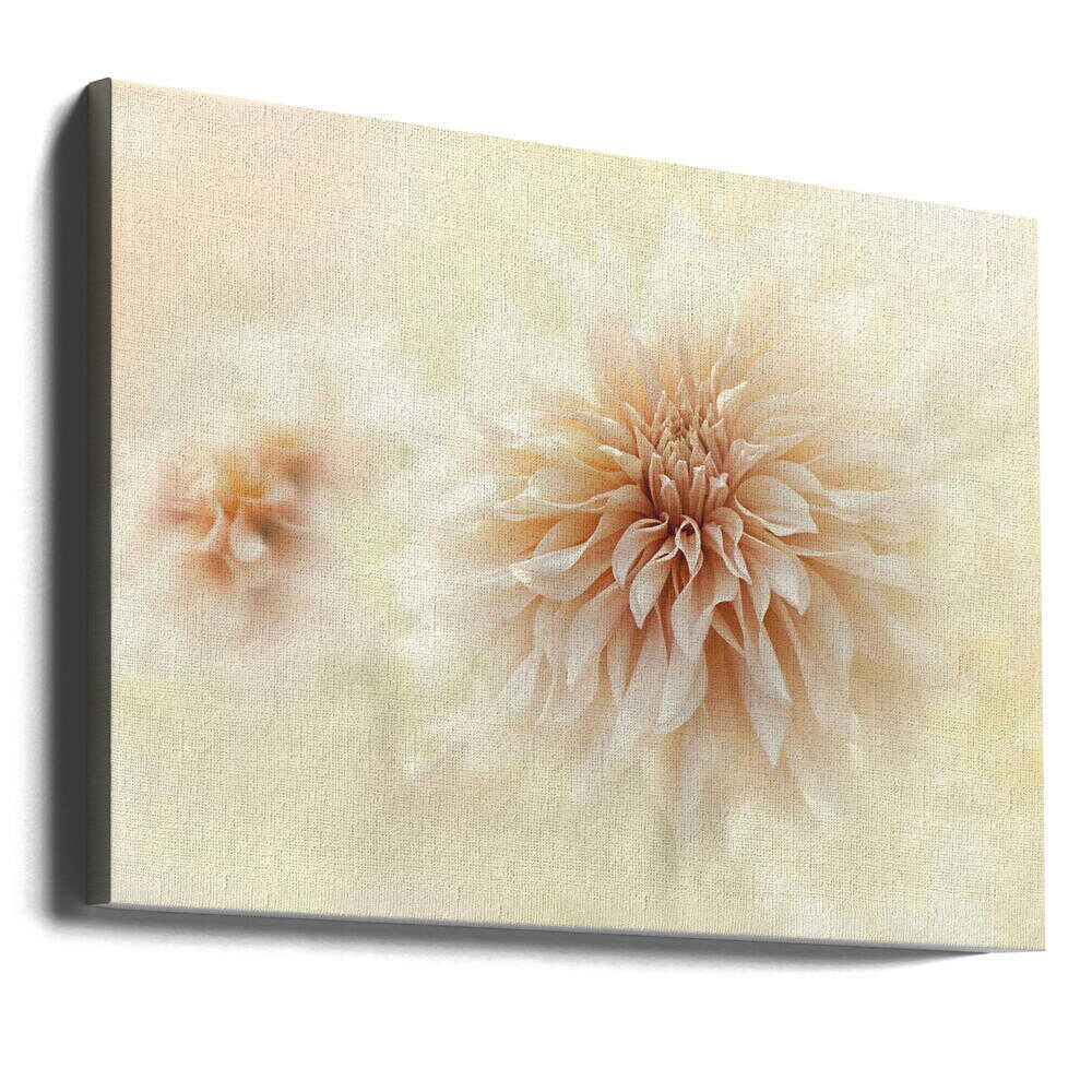 Dreamy Peach Dahlia - Stretched Canvas Poster or Fine Art Print