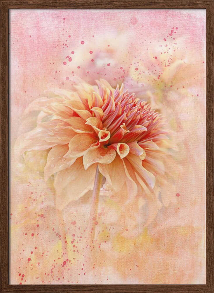 Dreamy Peach Dahlia - Floral Photographic Stretched Canvas Poster or Fine Art Print