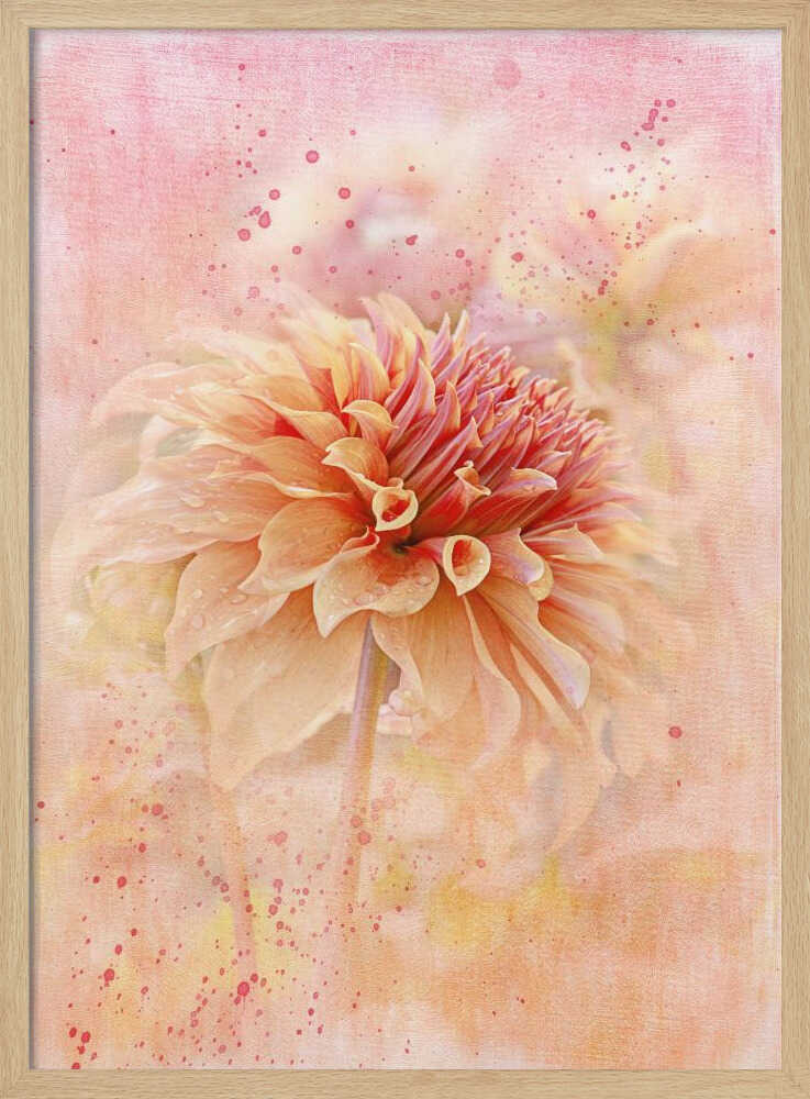 Dreamy Peach Dahlia - Floral Photographic Stretched Canvas Poster or Fine Art Print