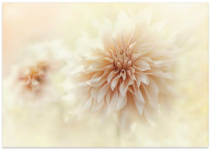 Dreamy Peach Dahlia - Stretched Canvas Poster or Fine Art Print