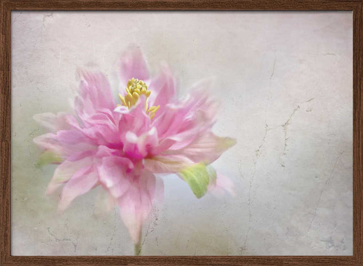 Dreamy Pink Bloom - Stretched Canvas Poster or Fine Art Print