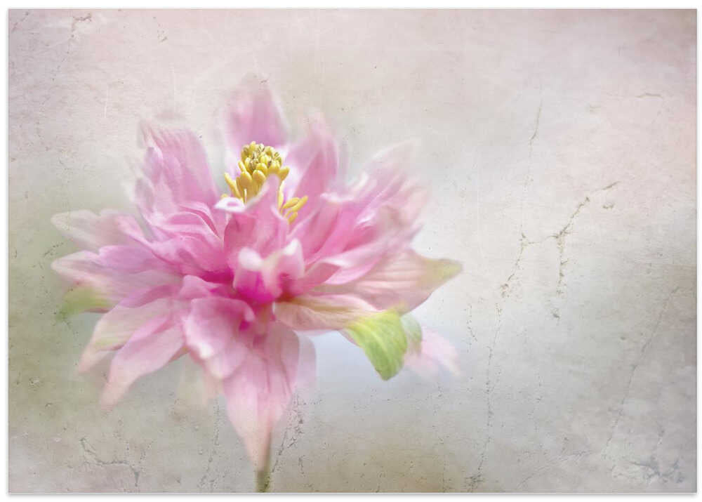Dreamy Pink Bloom - Stretched Canvas Poster or Fine Art Print