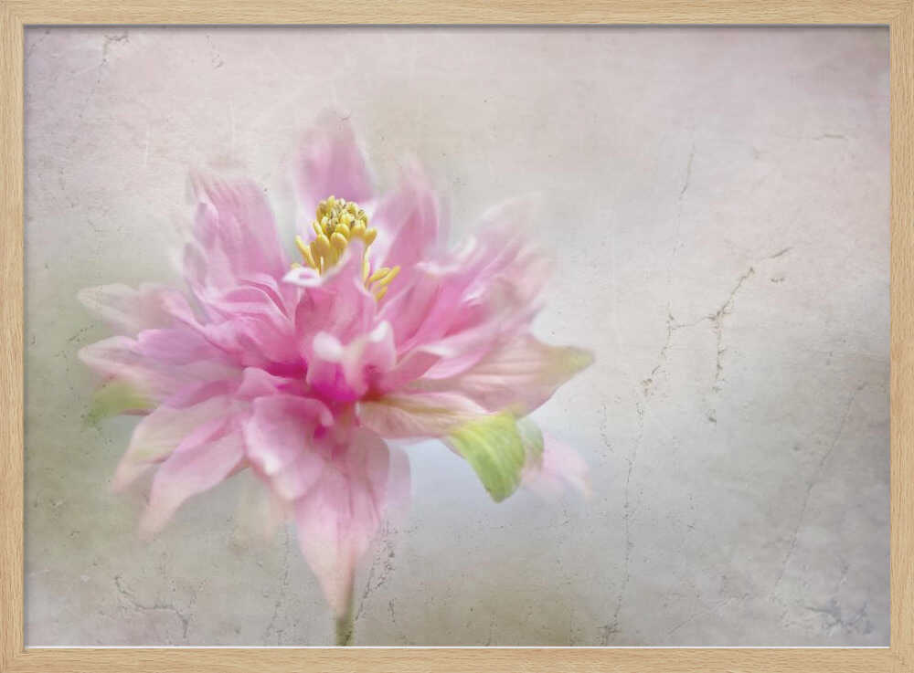 Dreamy Pink Bloom - Stretched Canvas Poster or Fine Art Print