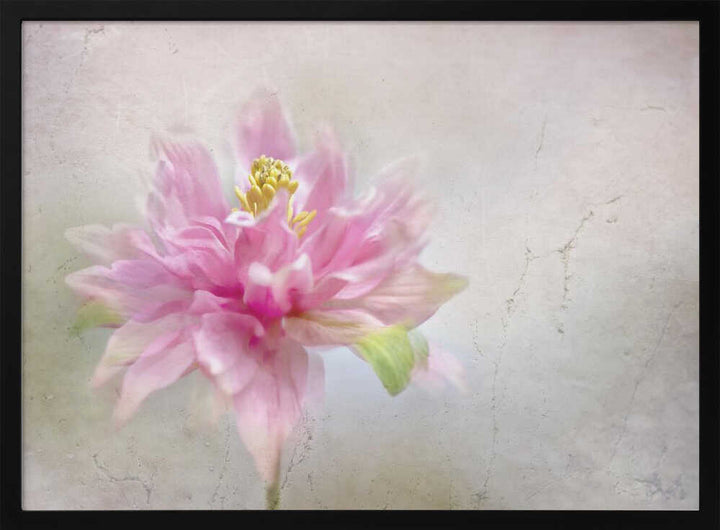 Dreamy Pink Bloom - Stretched Canvas Poster or Fine Art Print