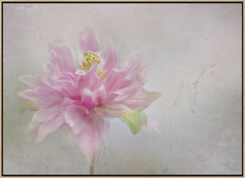 Dreamy Pink Bloom - Stretched Canvas Poster or Fine Art Print