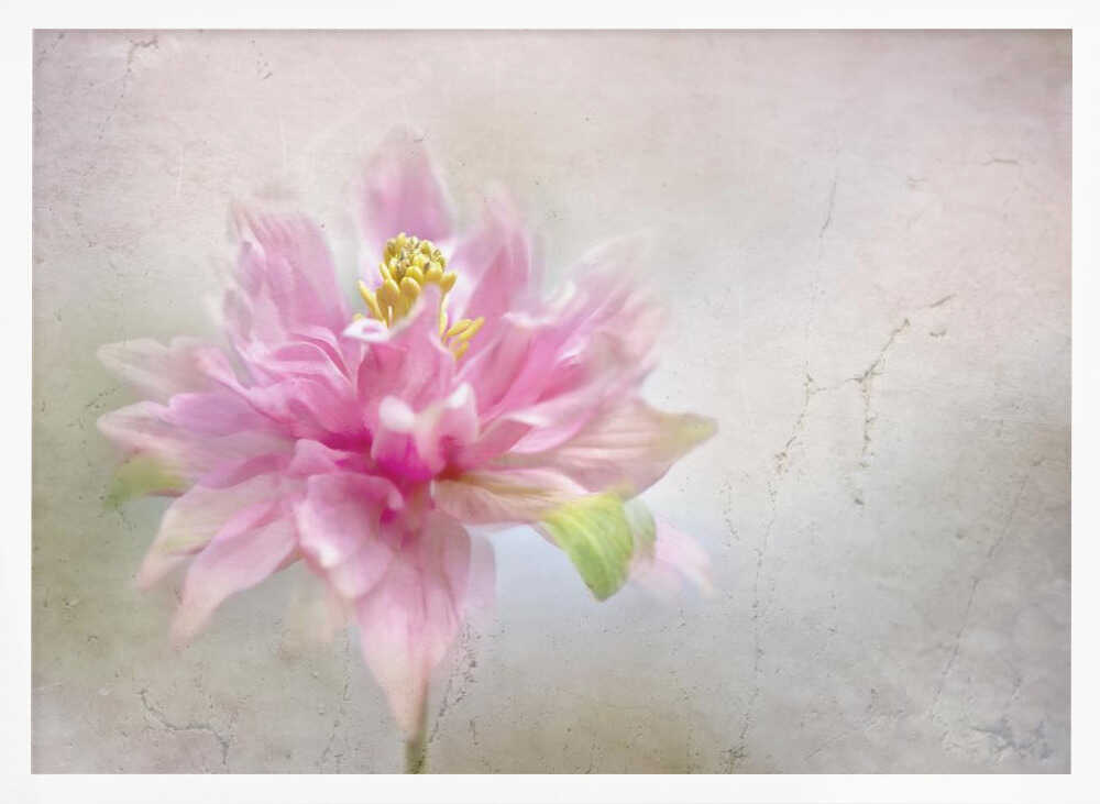Dreamy Pink Bloom - Stretched Canvas Poster or Fine Art Print