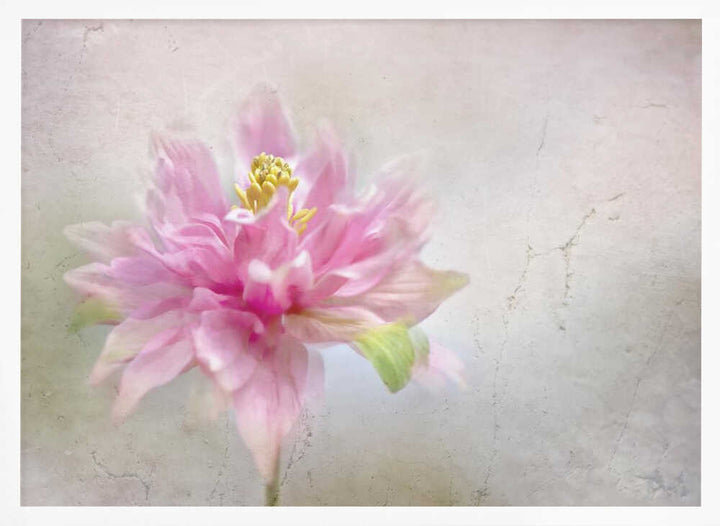 Dreamy Pink Bloom - Stretched Canvas Poster or Fine Art Print