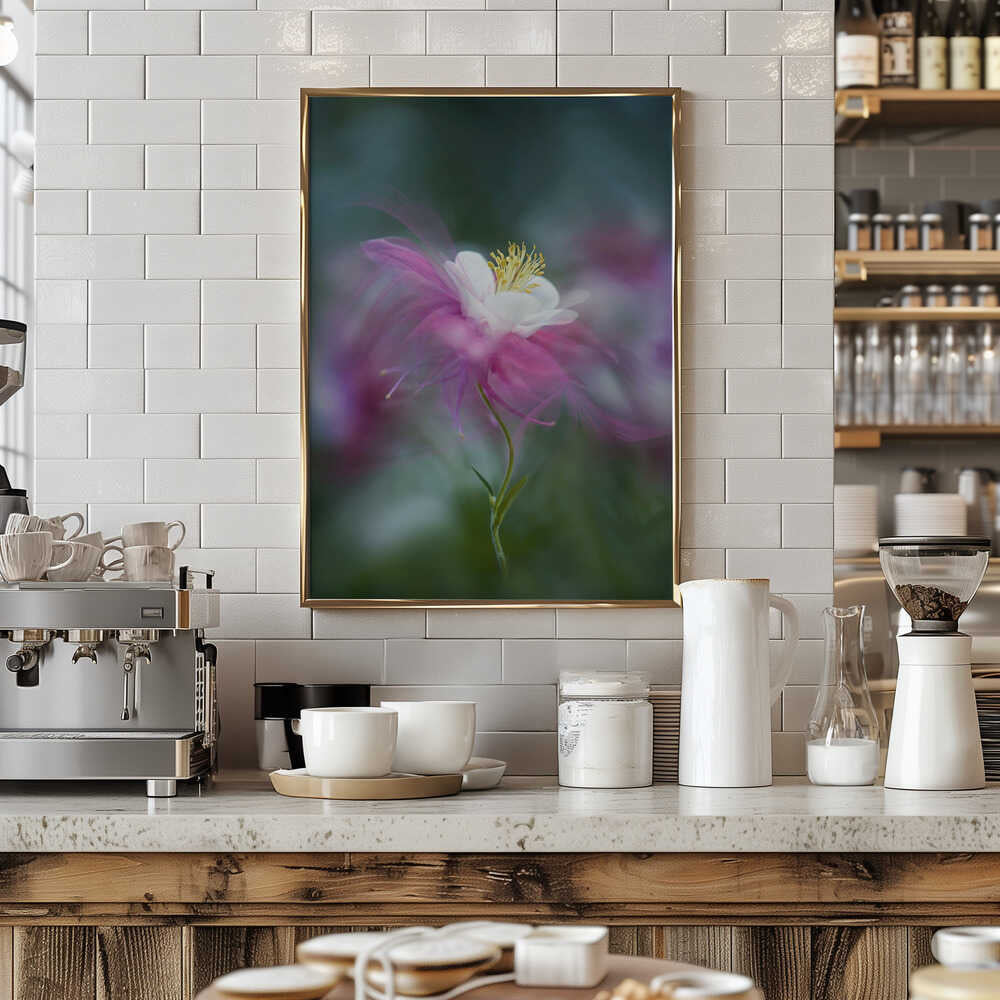 Dreamy Pink Columbine - Floral Photographic Stretched Canvas Poster or Fine Art Print