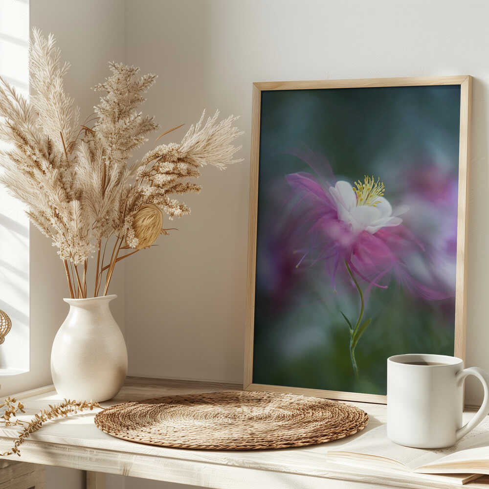 Dreamy Pink Columbine - Floral Photographic Stretched Canvas Poster or Fine Art Print