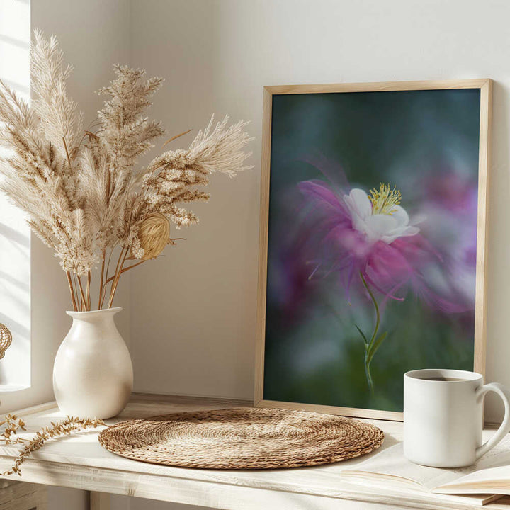 Dreamy Pink Columbine - Floral Photographic Stretched Canvas Poster or Fine Art Print