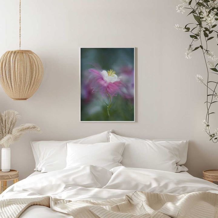 Dreamy Pink Columbine - Floral Photographic Stretched Canvas Poster or Fine Art Print
