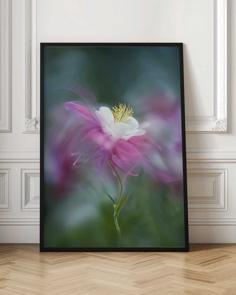 Dreamy Pink Columbine - Floral Photographic Stretched Canvas Poster or Fine Art Print