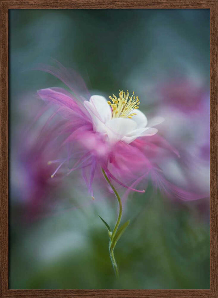 Dreamy Pink Columbine - Floral Photographic Stretched Canvas Poster or Fine Art Print