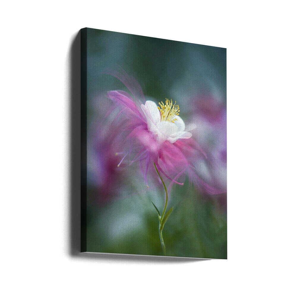 Dreamy Pink Columbine - Floral Photographic Stretched Canvas Poster or Fine Art Print