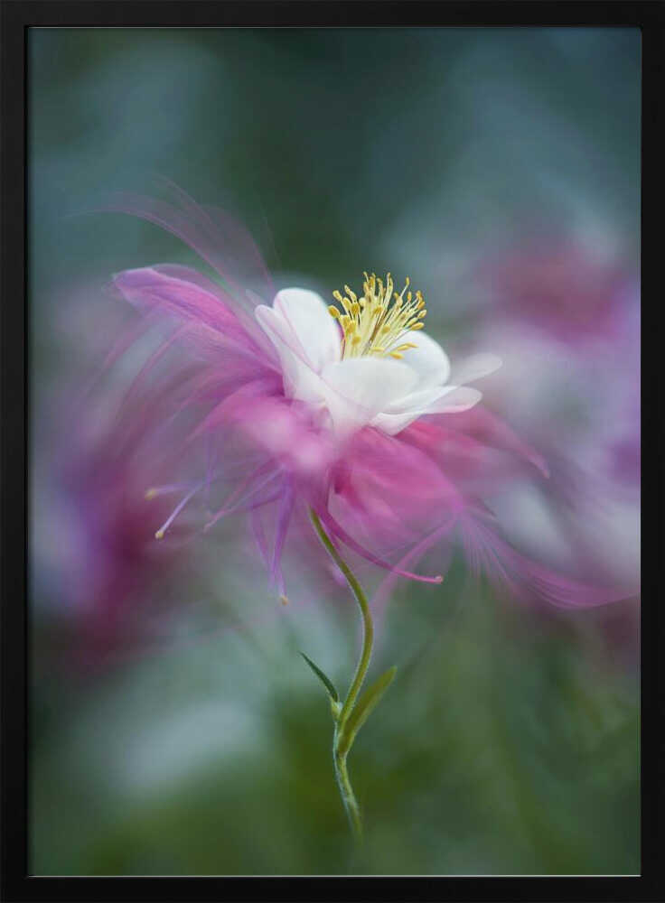 Dreamy Pink Columbine - Floral Photographic Stretched Canvas Poster or Fine Art Print