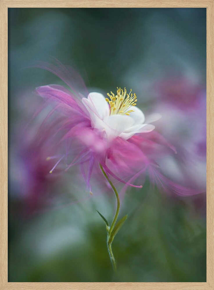 Dreamy Pink Columbine - Floral Photographic Stretched Canvas Poster or Fine Art Print