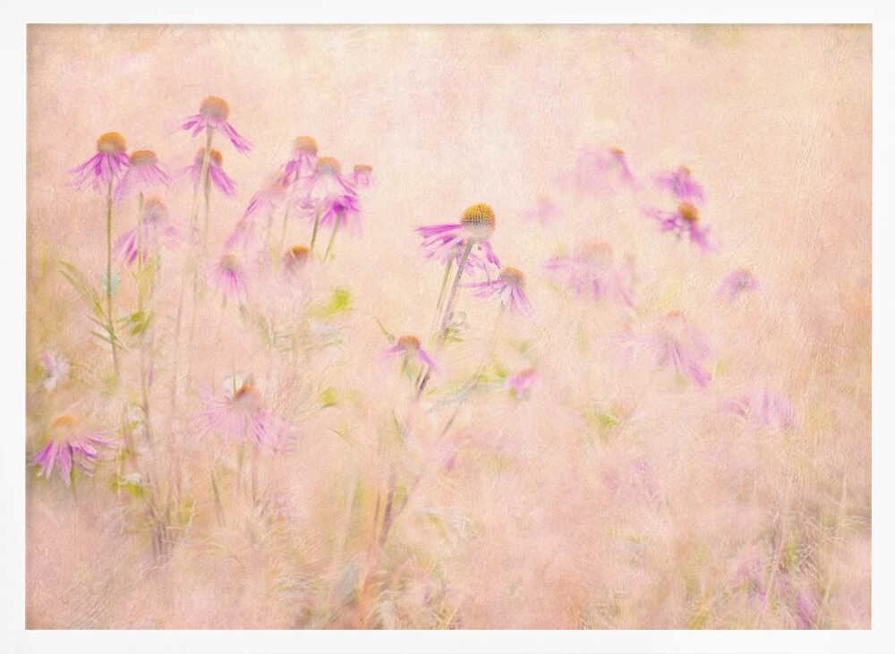 Dreamy Pink Coneflowers - Floral Photographic Stretched Canvas Poster or Fine Art Print