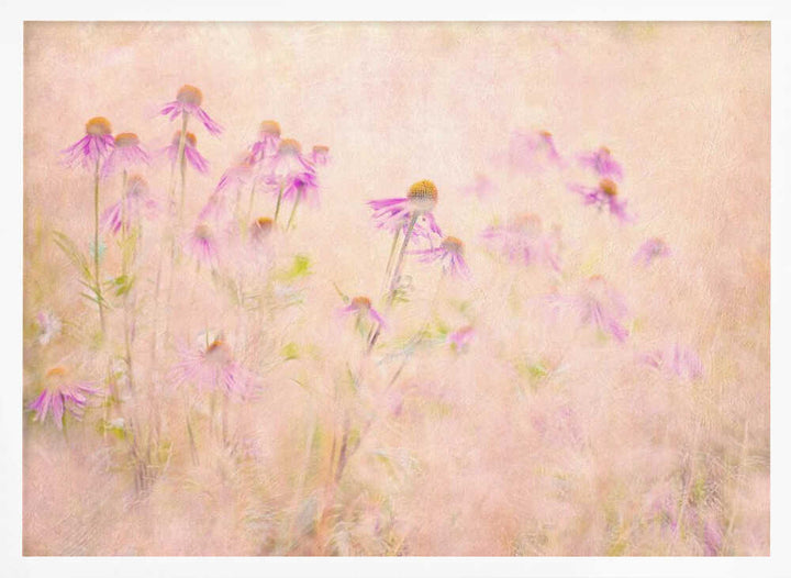 Dreamy Pink Coneflowers - Floral Photographic Stretched Canvas Poster or Fine Art Print