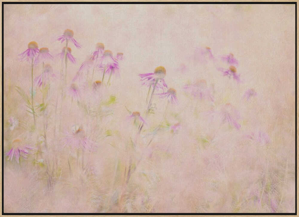 Dreamy Pink Coneflowers - Floral Photographic Stretched Canvas Poster or Fine Art Print