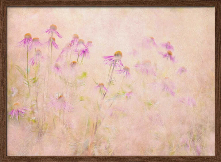 Dreamy Pink Coneflowers - Floral Photographic Stretched Canvas Poster or Fine Art Print