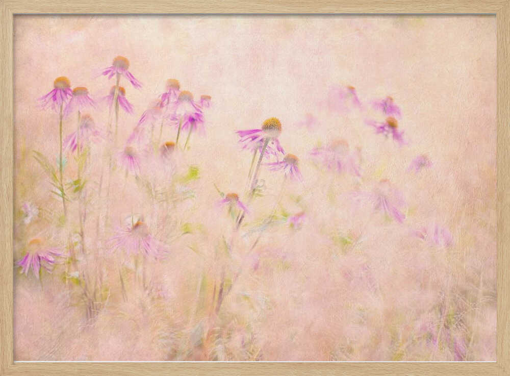 Dreamy Pink Coneflowers - Floral Photographic Stretched Canvas Poster or Fine Art Print