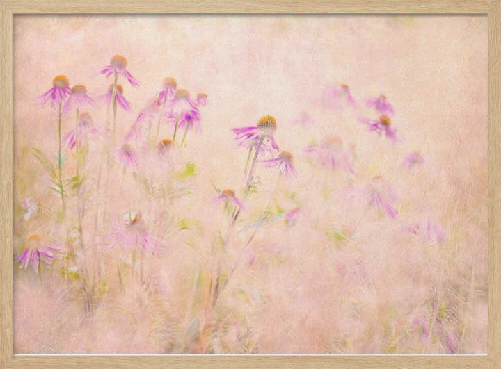 Dreamy Pink Coneflowers - Floral Photographic Stretched Canvas Poster or Fine Art Print