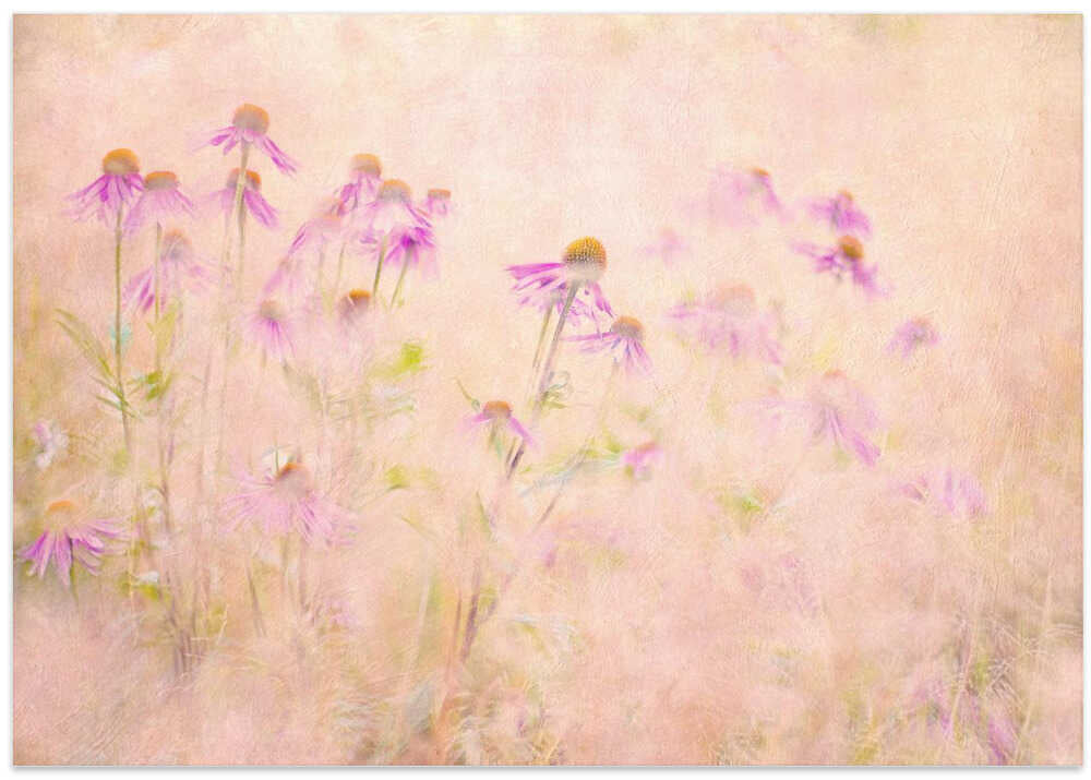 Dreamy Pink Coneflowers - Floral Photographic Stretched Canvas Poster or Fine Art Print