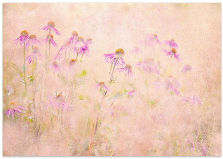 Dreamy Pink Coneflowers - Floral Photographic Stretched Canvas Poster or Fine Art Print