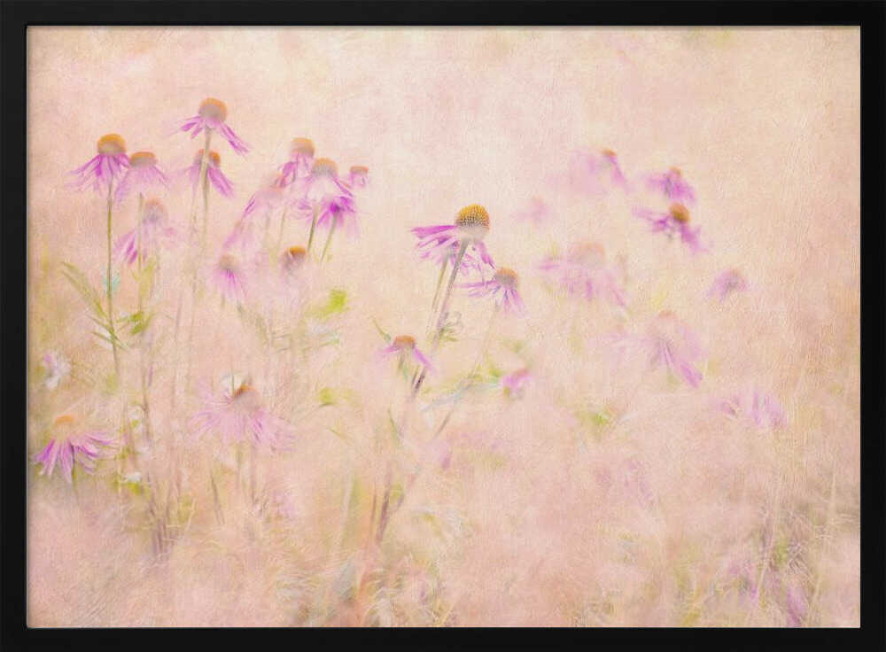 Dreamy Pink Coneflowers - Floral Photographic Stretched Canvas Poster or Fine Art Print