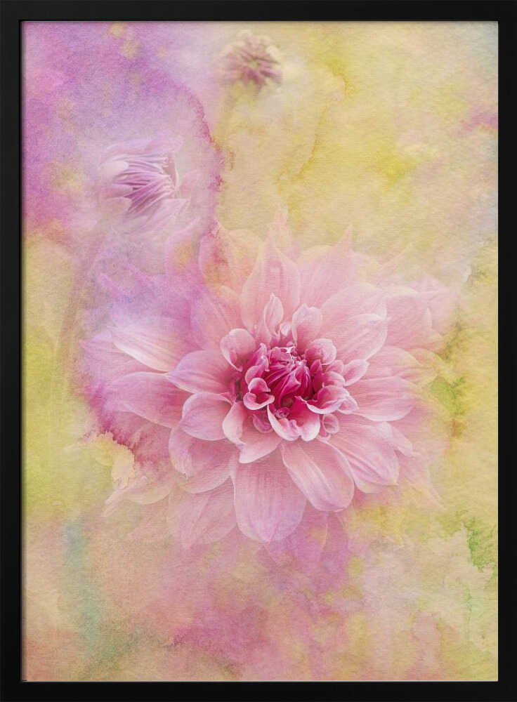 Dreamy Pink Dahlia - Floral Photographic Stretched Canvas Poster or Fine Art Print