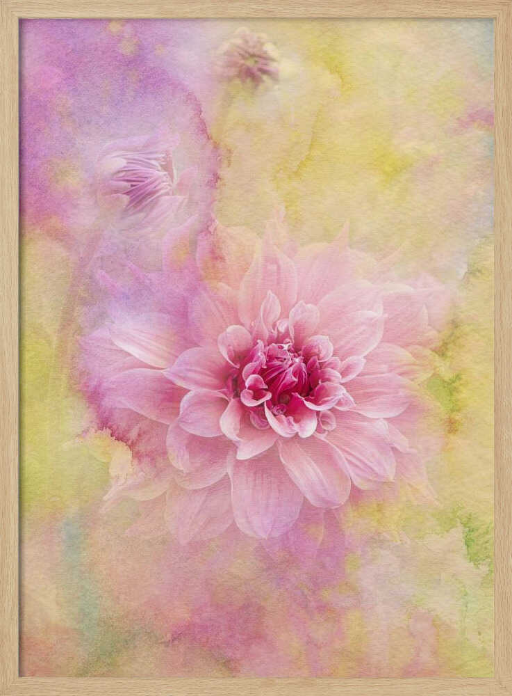 Dreamy Pink Dahlia - Floral Photographic Stretched Canvas Poster or Fine Art Print