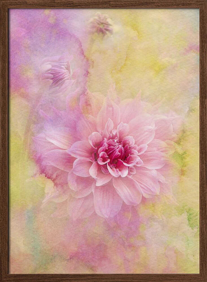 Dreamy Pink Dahlia - Floral Photographic Stretched Canvas Poster or Fine Art Print