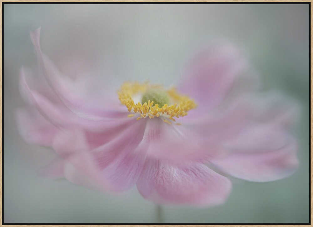 Dreamy Pink Flower - Floral Photographic Stretched Canvas Poster or Fine Art Print