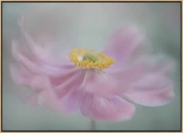 Dreamy Pink Flower - Floral Photographic Stretched Canvas Poster or Fine Art Print
